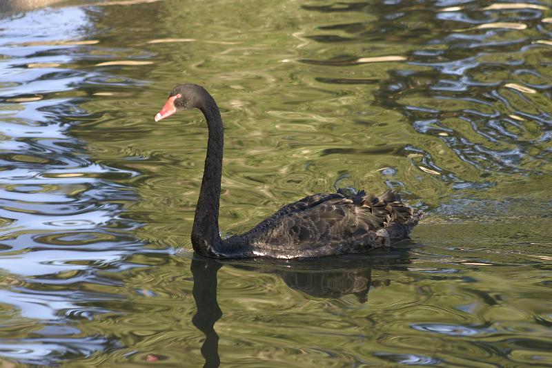 IMG_3770.JPG - This is the only Australian Black Swan that I've seen in Australia (saw several in NZ).