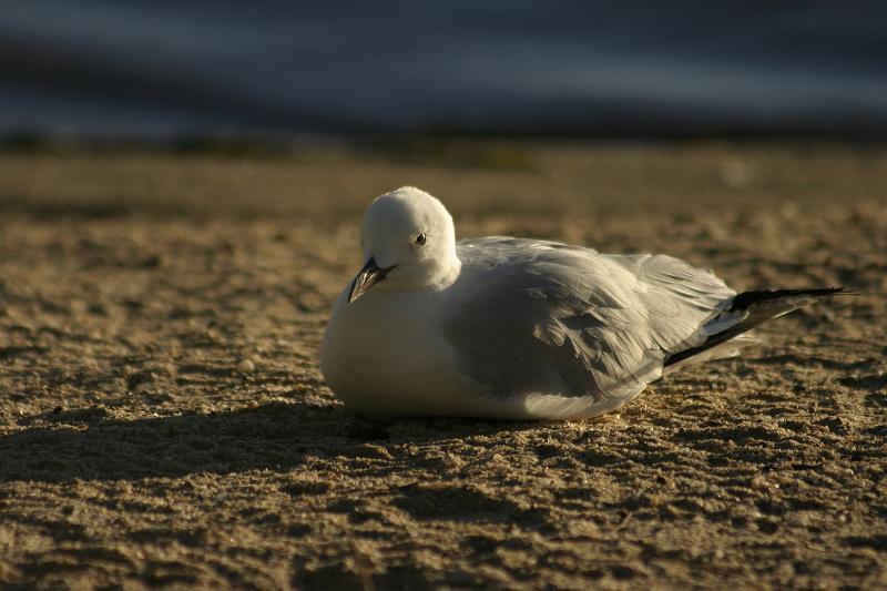 IMG_3790.JPG - More gulls.