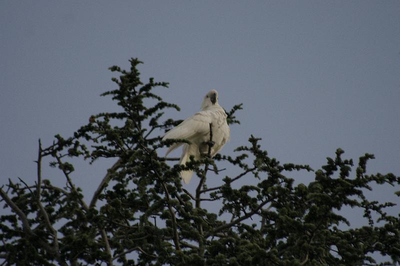 IMG_3816.JPG - A wild cockatoo.