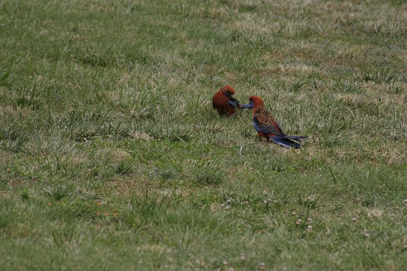 IMG_3891.JPG - These are the wild birds just hanging out on the lawn.