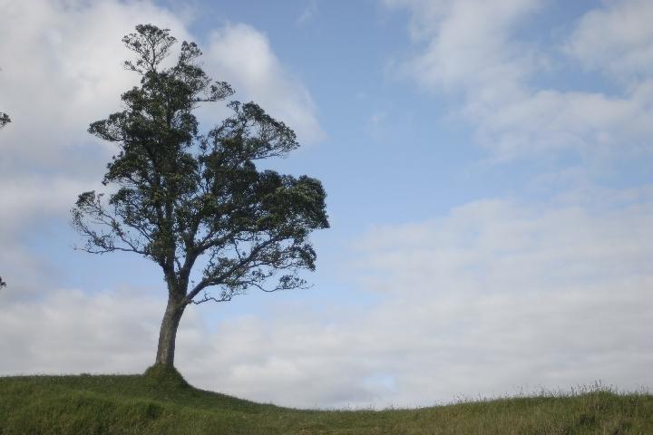 IMG_1493.JPG - Just a cool tree from on top of Mt Eden