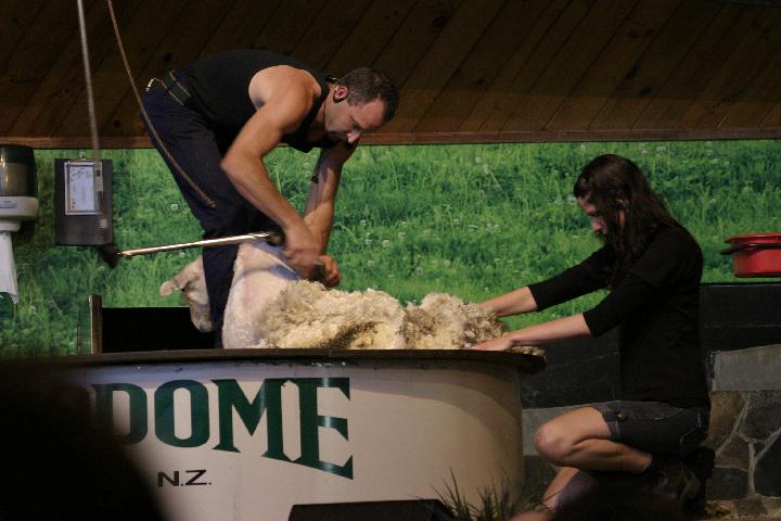 IMG_1722.JPG - ... sheep shearing demonstration...