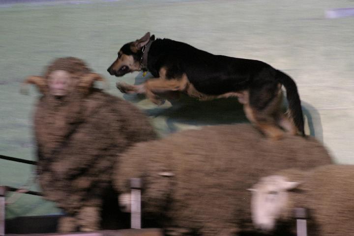 IMG_1757.JPG - ...sheep dogs...