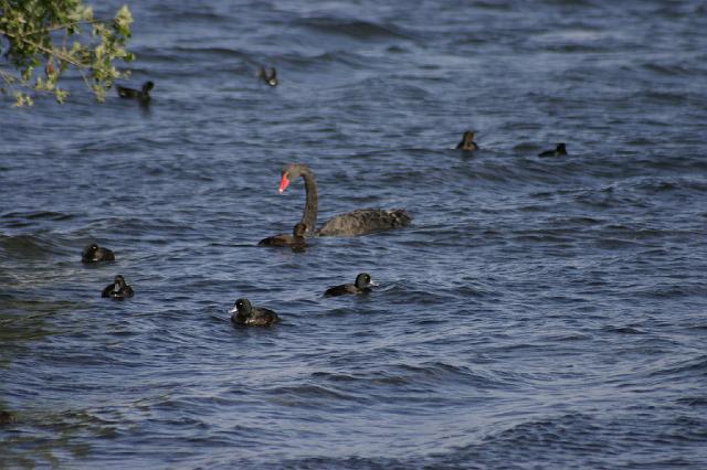 IMG_1921.JPG - On a drive around Lake Rotorua we a a couple dozen wild Australian Black Swans.