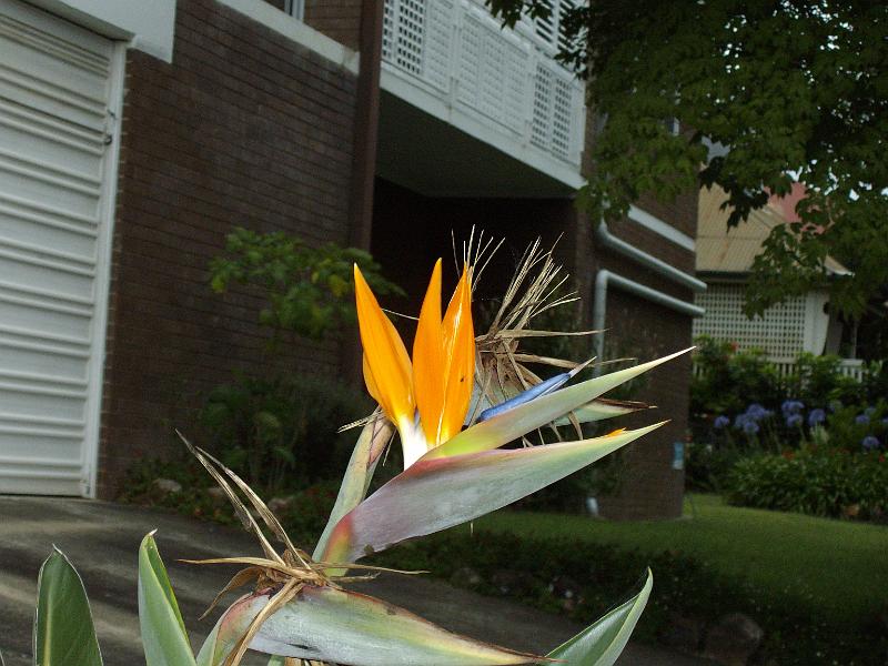 IMGP1251.JPG - The Bird of Paradise's are just finishing blooming