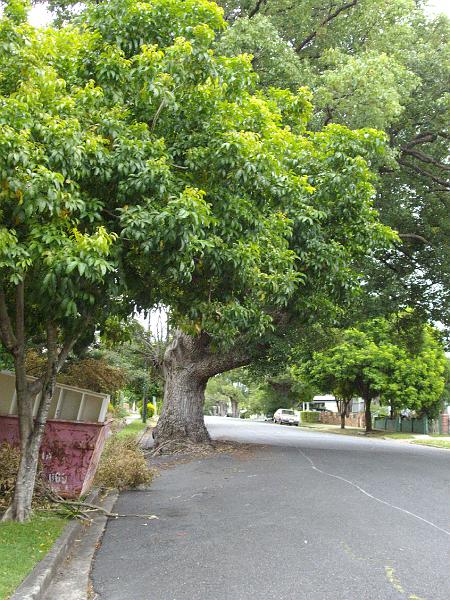 IMGP1253.JPG - A tree growing through the road.