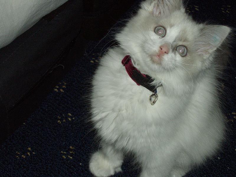 IMGP1259.JPG - This is our new kitty; Apolllion.  She is a ragdoll and just a few weeks old.